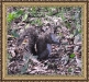 eastern-gray-squirrel