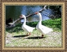 geese