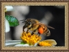honey-bee