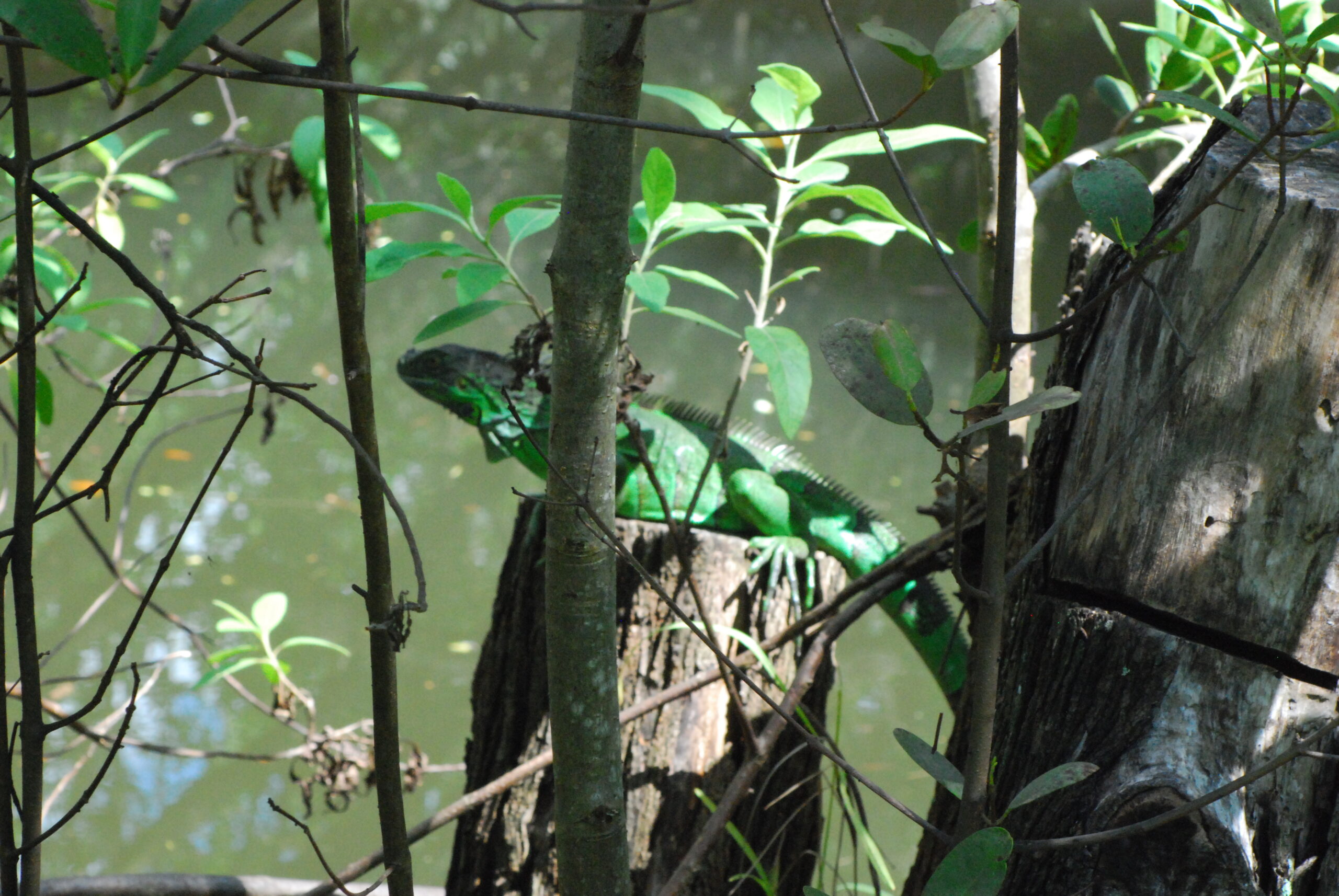 "Iguana at Enchanted Forest Park"