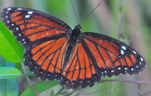Butterfly "Butterfly"