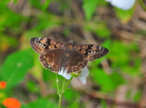 Butterfly Butterfly