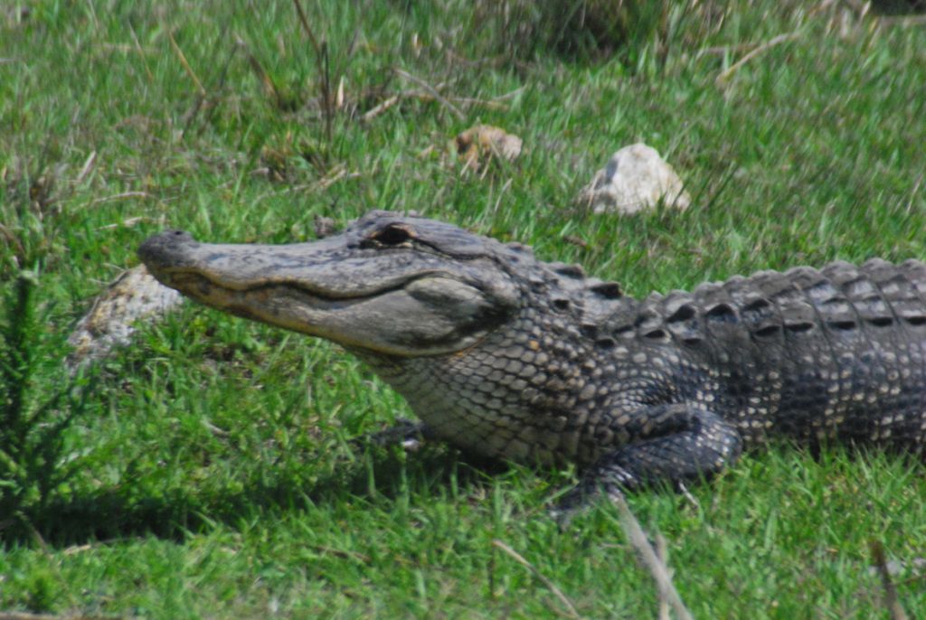 "American Alligator at Dinner Island Ranch"