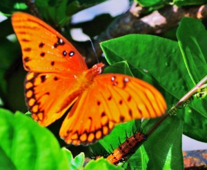 Gulf Fritillary "Gulf Fritillary Butterfly"