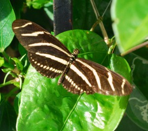 "Zebra Longwing Butterfly"