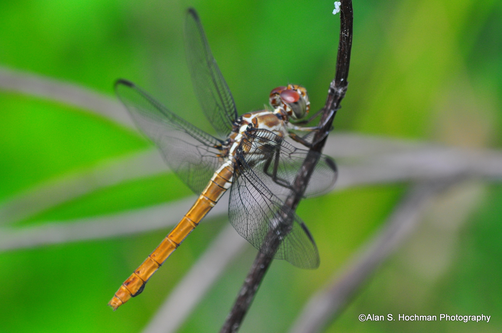 "Dragonfly at Big Cypress National Reserve"