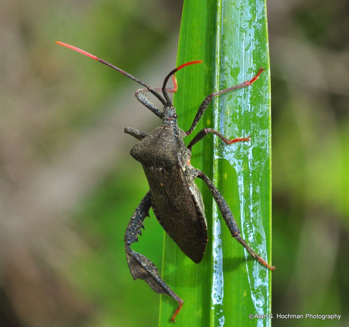 "Florida Leaf-Footed Bug on blade of grass in Big Cypress National Reserve"