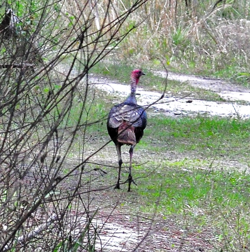 "Osceola Turkey hen at Big Cypress National Reserve"