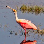 Roseate Spoonbill "Roseate Spoonbill wading in marsh"