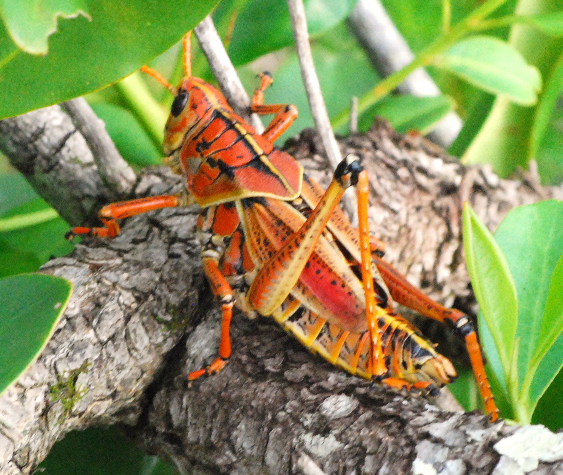 "Southeastern Lubber Grasshopper at Big Cypress National Reserve"