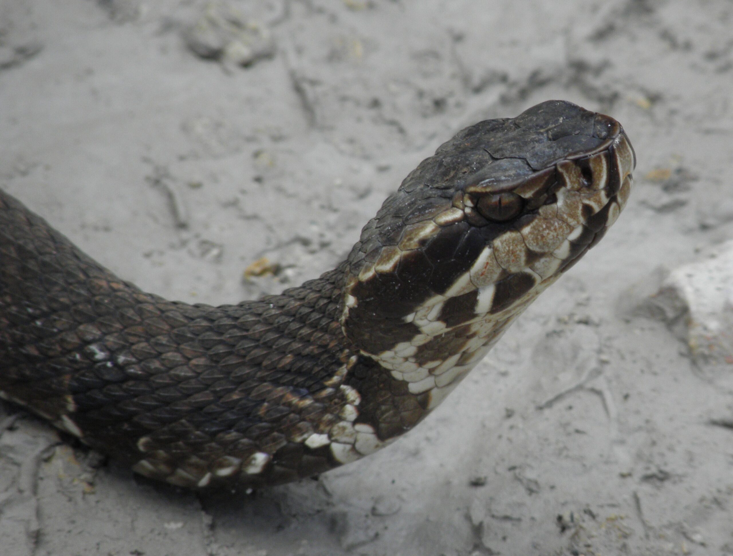 "Cottonmouth Snake at Monroe Station Loop Road"