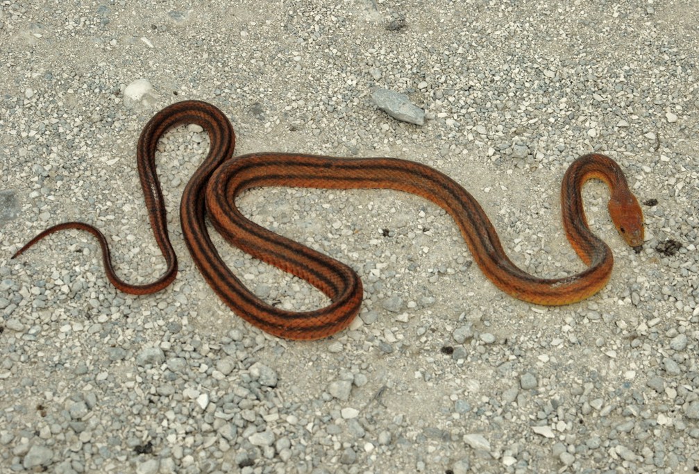 "Eastern Ribbon Snake at Dinner Island Ranch