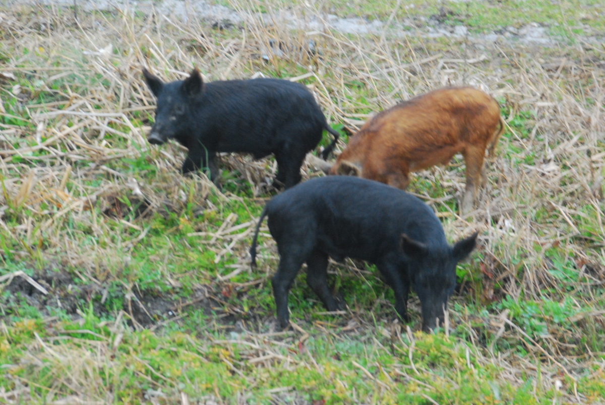 "Wild hogs at JW Corbett Wildlife Management Area"