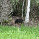 Hog2-JW Corbett