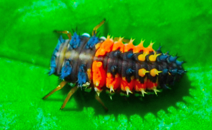 "Ladybug in larval stage"