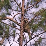 "Raccoon up a tree at Big Cypress NWR"