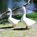 "Pair of Geese at Enchanted forest Park in North Miami, FL"