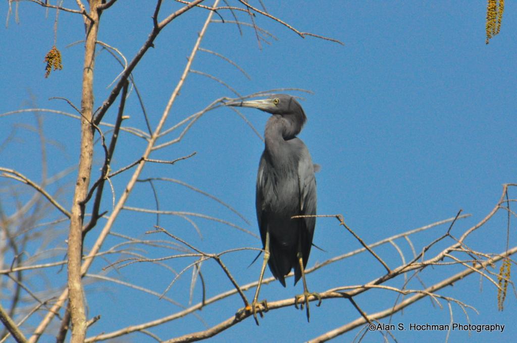 "Little Blue Heron in the Florida Everglades"