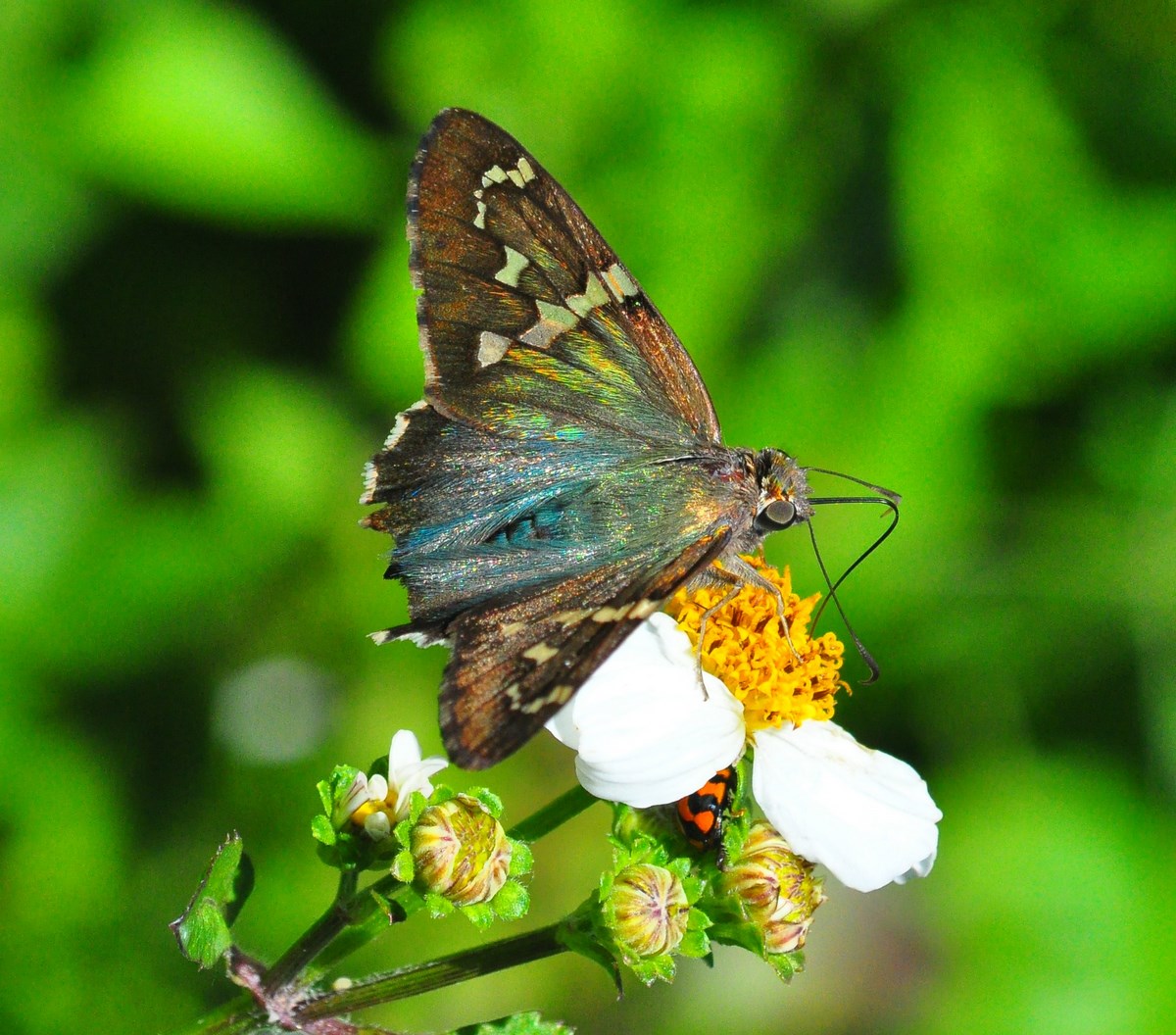 "Skipper Butterfly on Flower at Enchanted Forest Park"