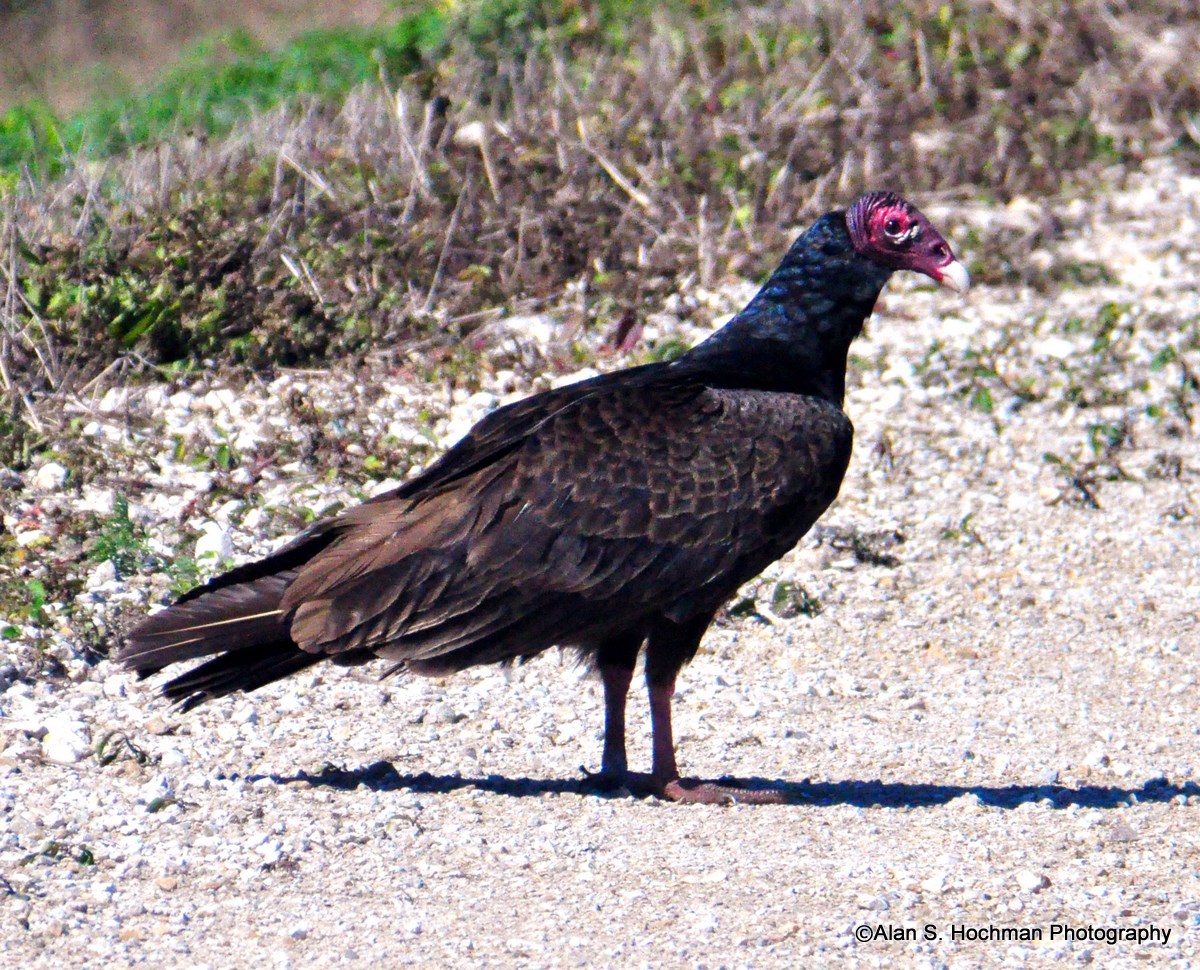 "Turkey Vulture at HoleyLand WMA"