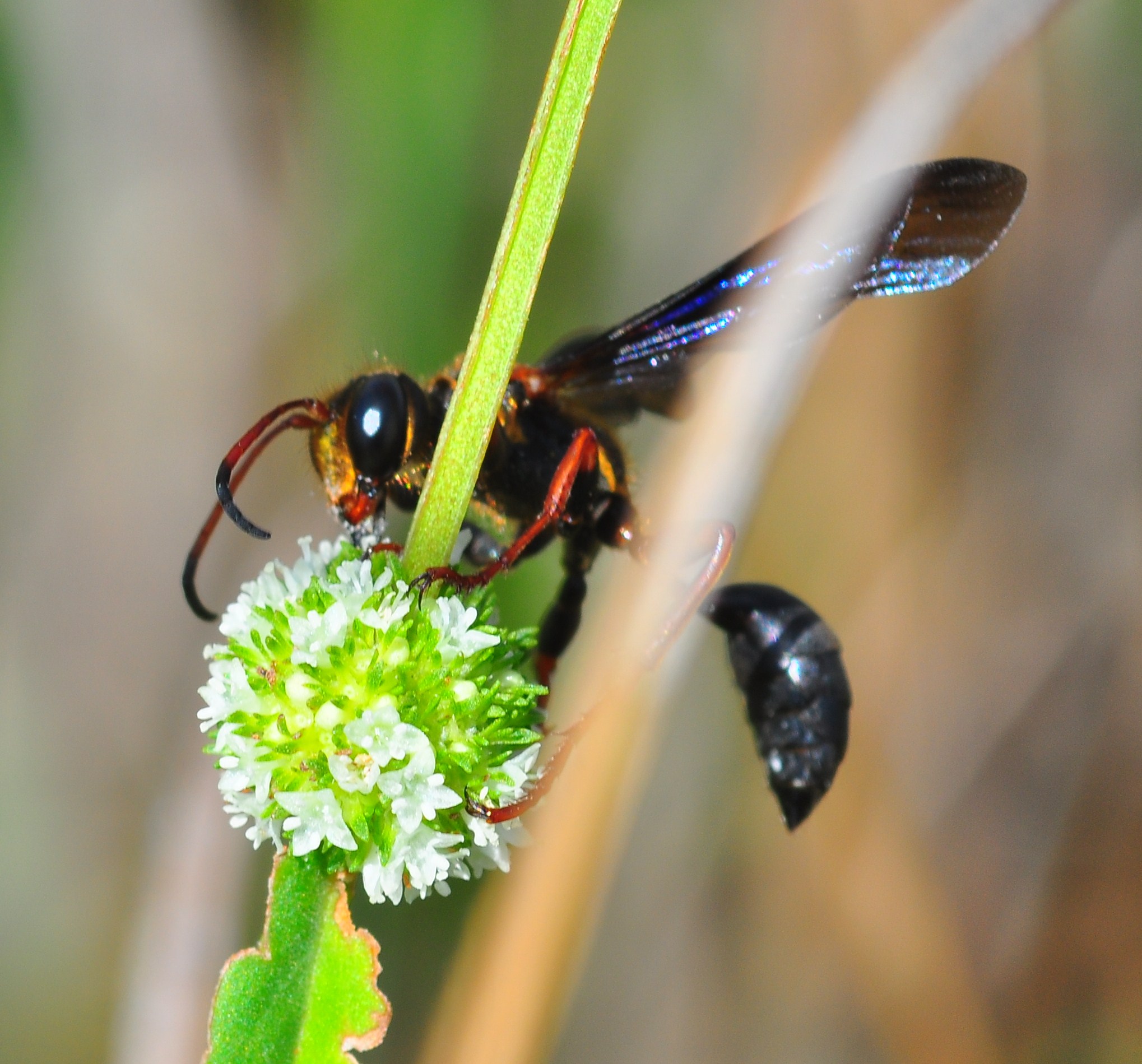 "Black wasp on flower in Enchanted Forest Park"