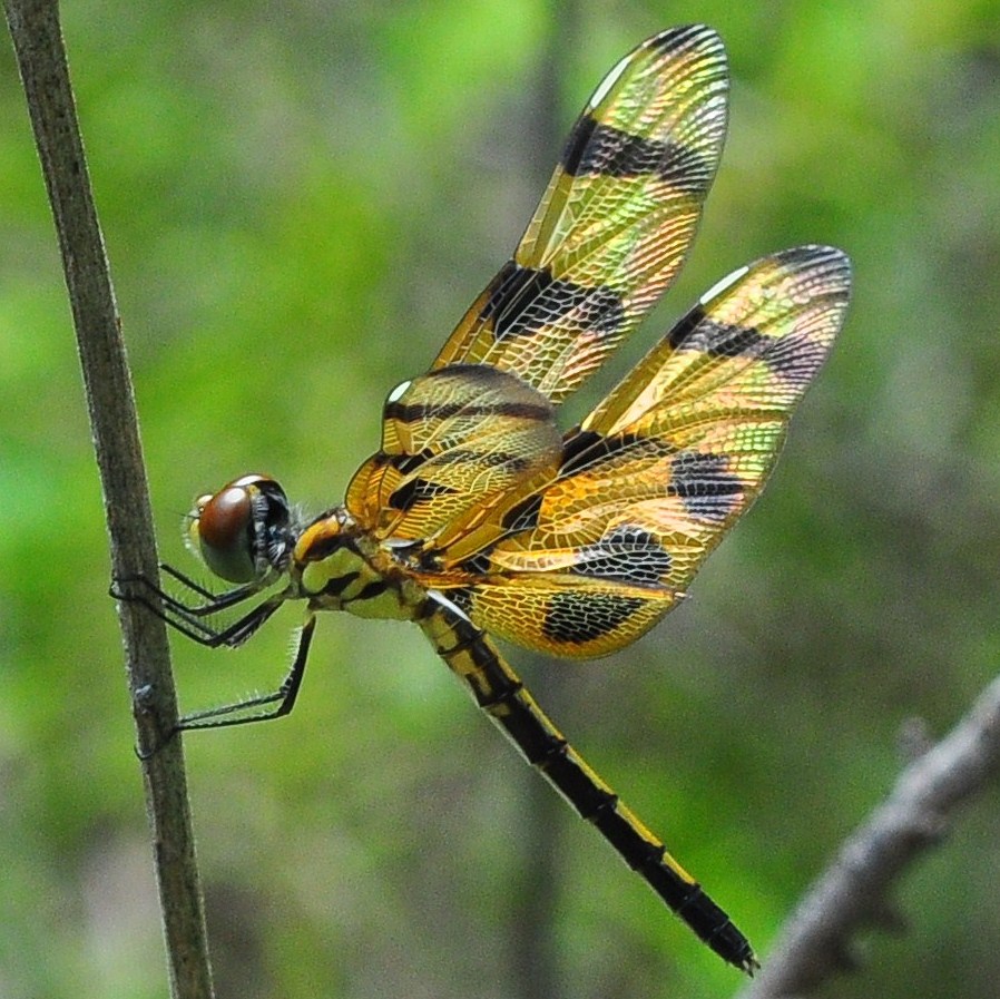 "Halloween Pennant dragonfly in Big Cypress National Preserve"