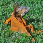 Enchanted Forest Iguana "Iguana in Enchanted Forest Park, North Miami, Florida"