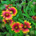 Gaillardia at Arch Creek Memorial Park "Gaillardia at Arch Creek Memorial Park"