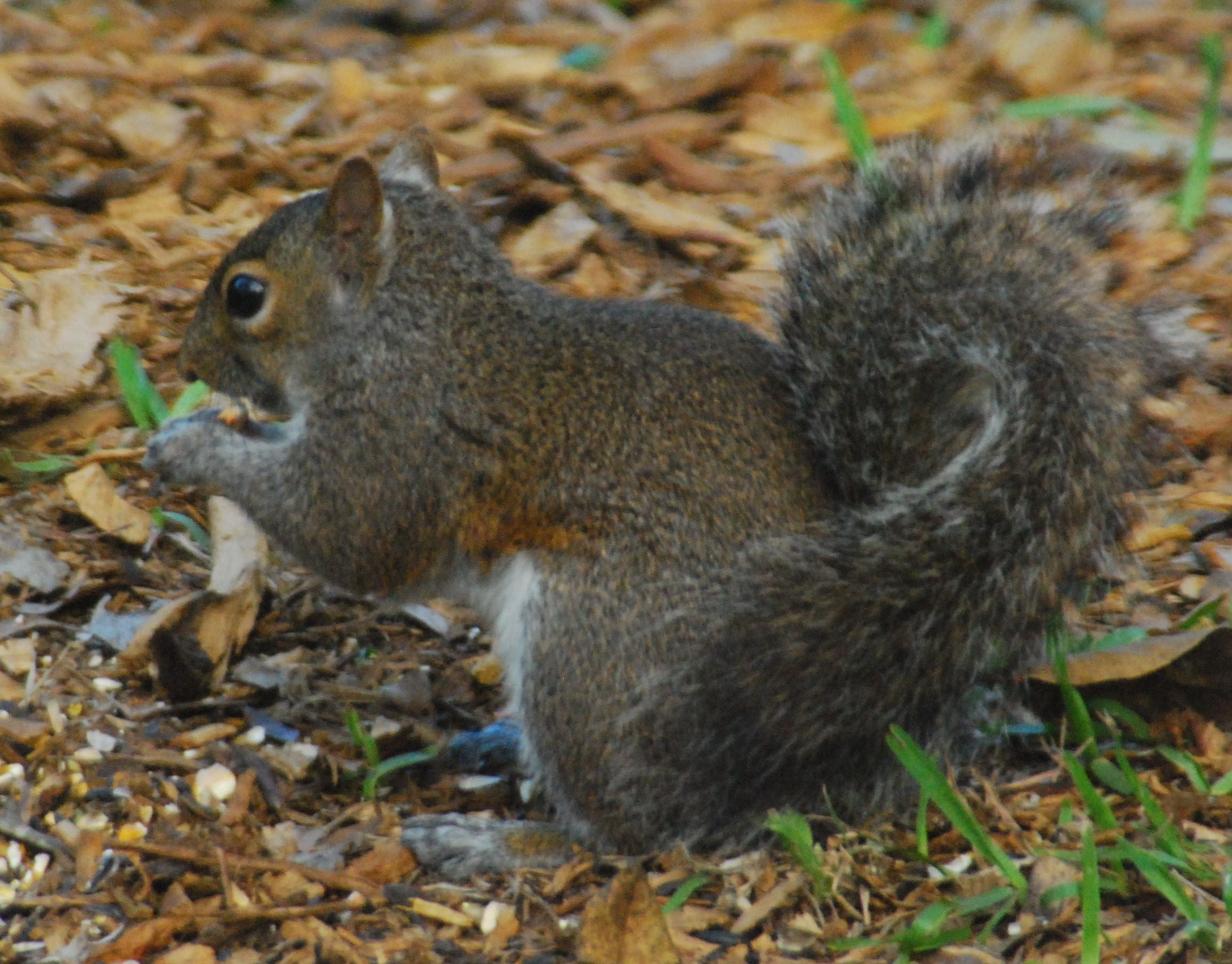 "Gray Squirrel in Enchanted Forest Park North Miami, Florida"