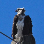 "Holey Land WMA Osprey"