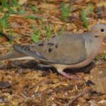 "Mourning Dove at Enchanted Forest Park"