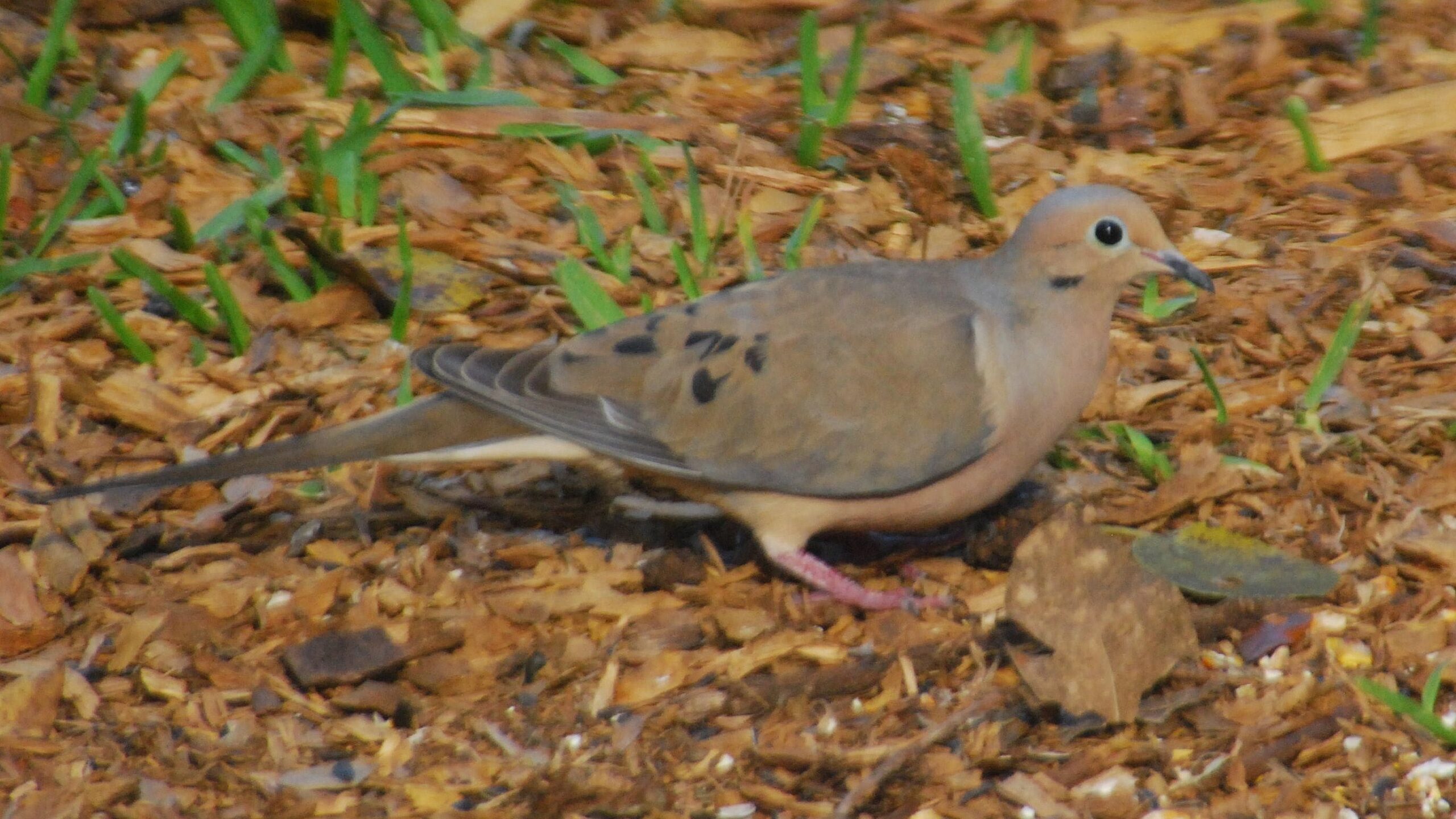 "Mourning Dove at Enchanted Forest Park"