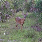 "Younf male deer in the Big Cypress National Preserve"