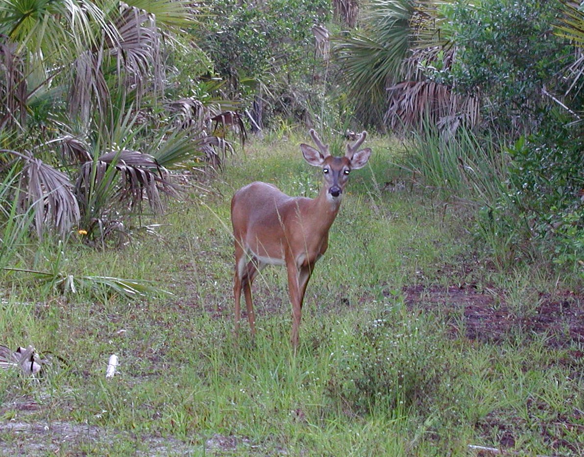 "Younf male deer in the Big Cypress National Preserve"