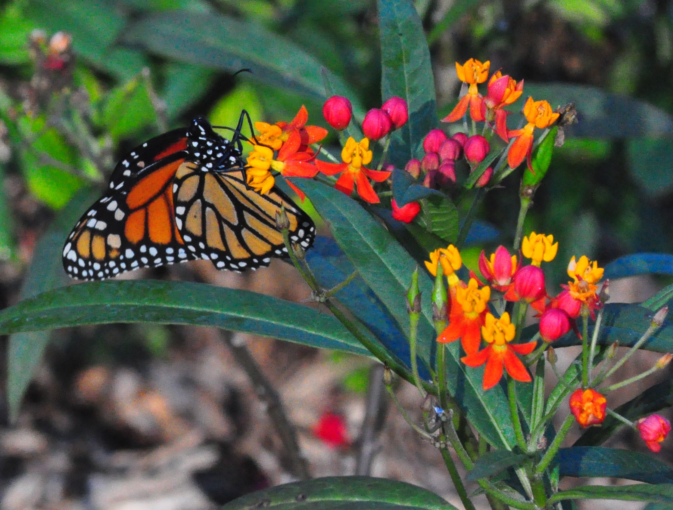 "Monarch Butterfly atop Wild Ixora"