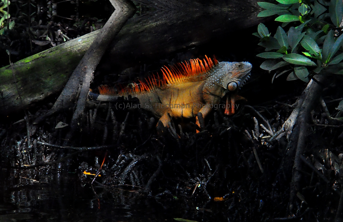 "Iguana at Night at Enchanted Forest Park in North Miami, Florida"