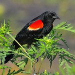 "Red winged Blackbird at the HoleyLand Wildlife Management Area in Florida"