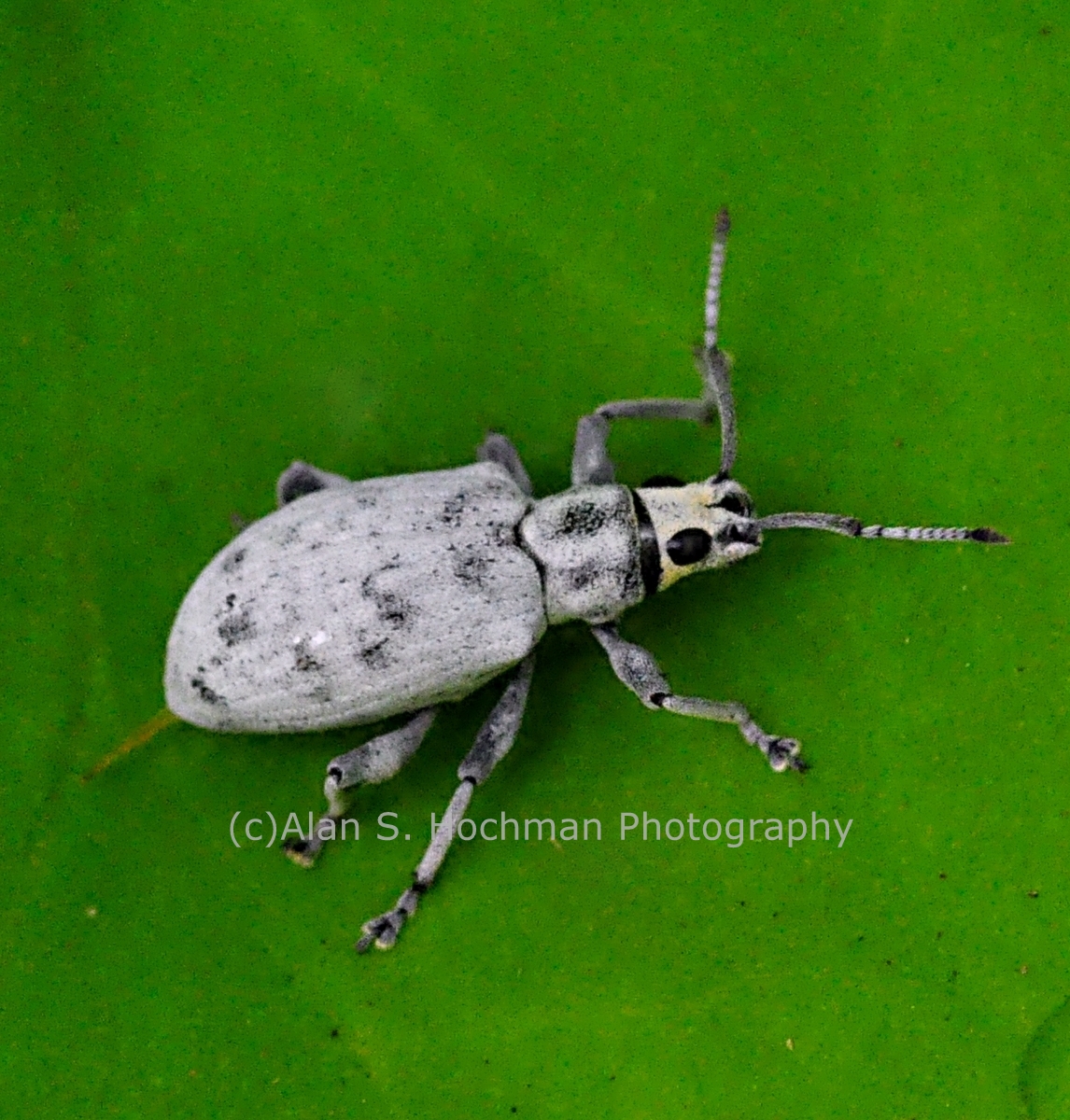 "Asian Grey Weevil at Big Cypress Wildlife Management Area"