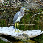 "Tricolor Heron at the HoleyLand Wildlife Management Area in Florida"