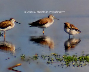 "Sandpipers at the Holey Land Wildlife Management Area"