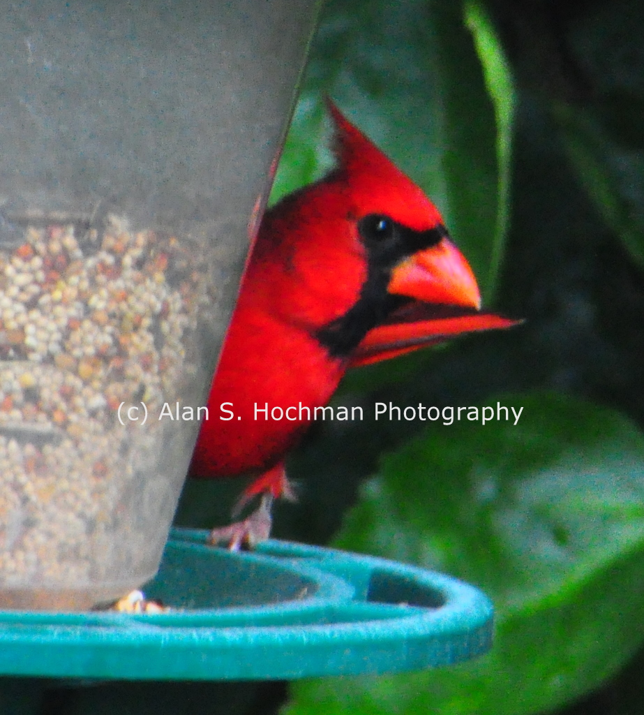 "Male Cardinal at Bird Feeder"
