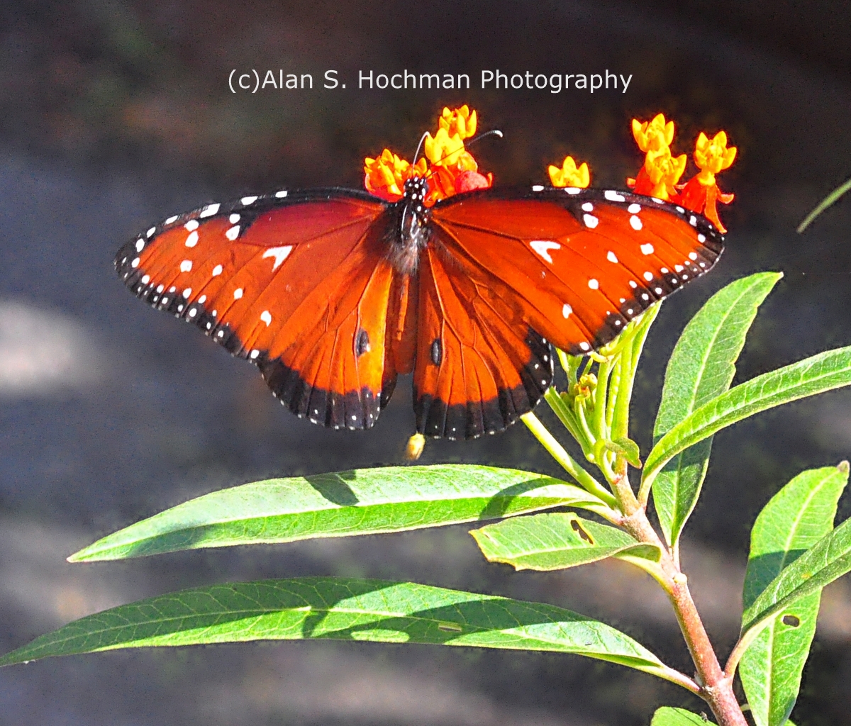 "Queen Butterfly at Enchanted Forest Park"