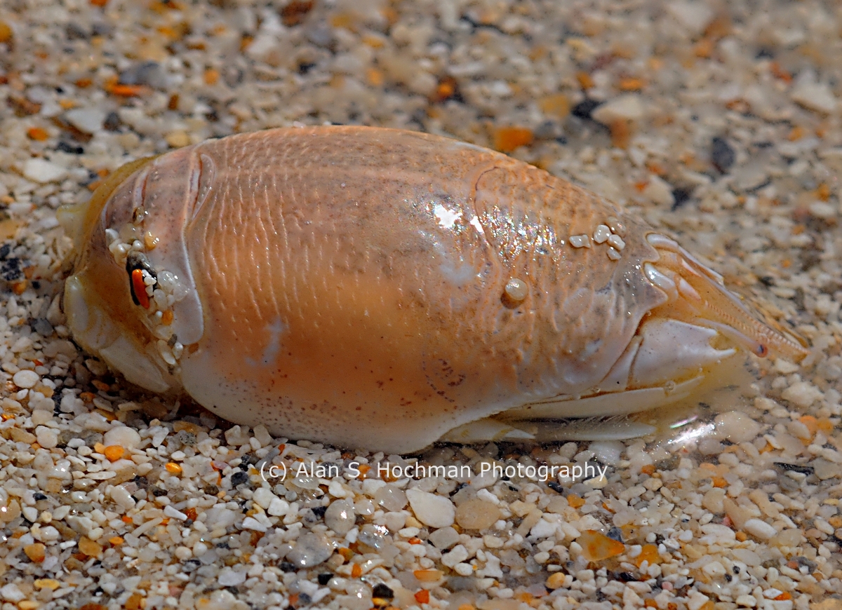 "Mole Crab aka Sand Flea at Bakers Haulover Beach, Florida"