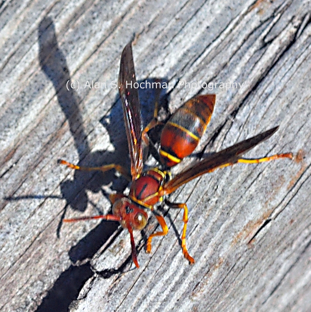 "Paper Wasp at Enchanted Forest Park in North Miami, Florida"
