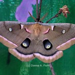 "Polyphemus Moth"