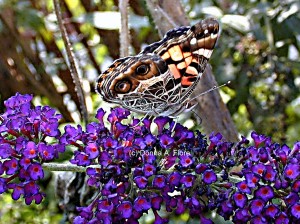 "American Painted Lady Butterfly"