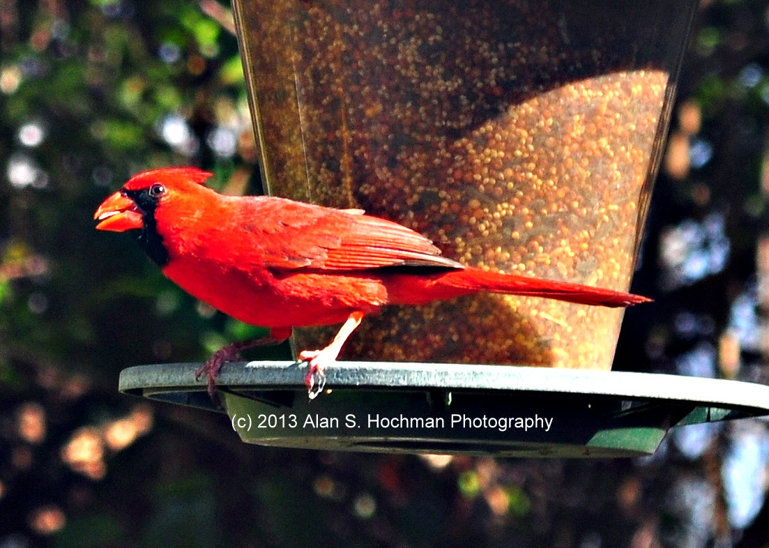 "Northern Cardinal (Male)"
