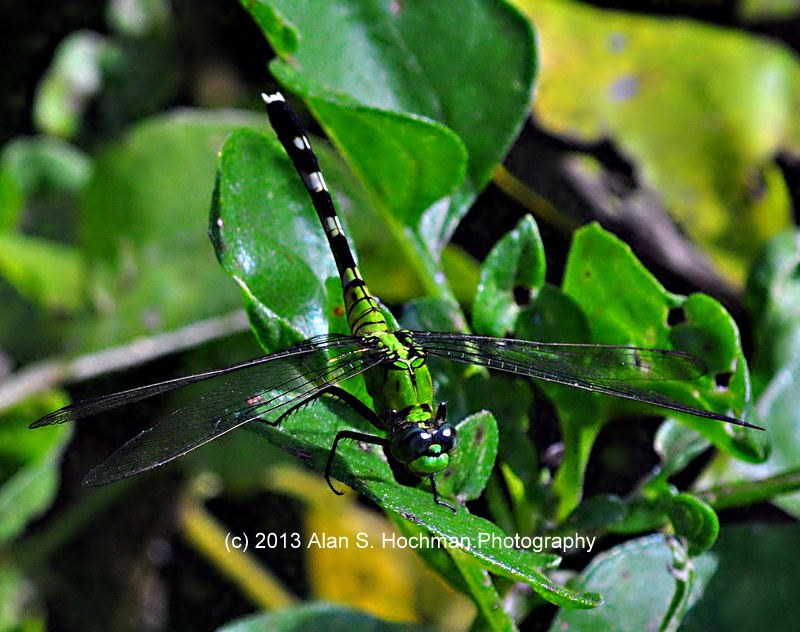 "Great Pondhawk Dragonfly at Enchanted Forest Park, North Miami, FL"