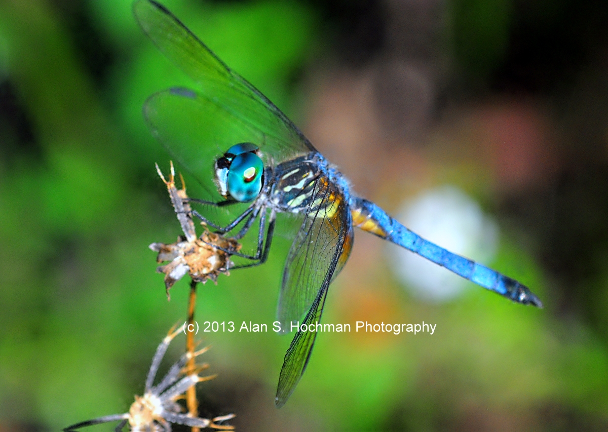 "Blue Dasher Dragonfly at Enchanted Forest Park"