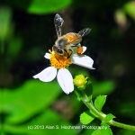 "HoneyBee at Arch Creek Memorial Park in North Miami, Florida"